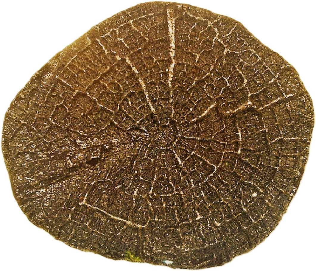 Concrete Texture Stamps And Masonry Forms Tool - Tree Stump Stamp Kit, Perfect Tree Stamps For Making Concrete Trees