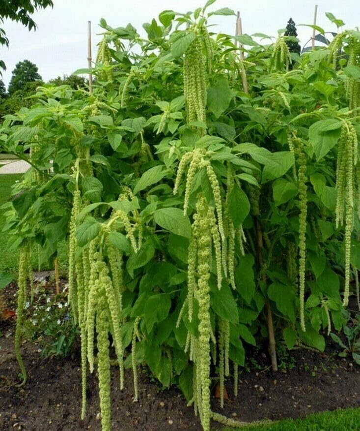 Buy4seeds 40 Amaranthus Caudatus Green Foxtail Seeds - Love Lies Easy to Grow Garden and Useful for Gifts
