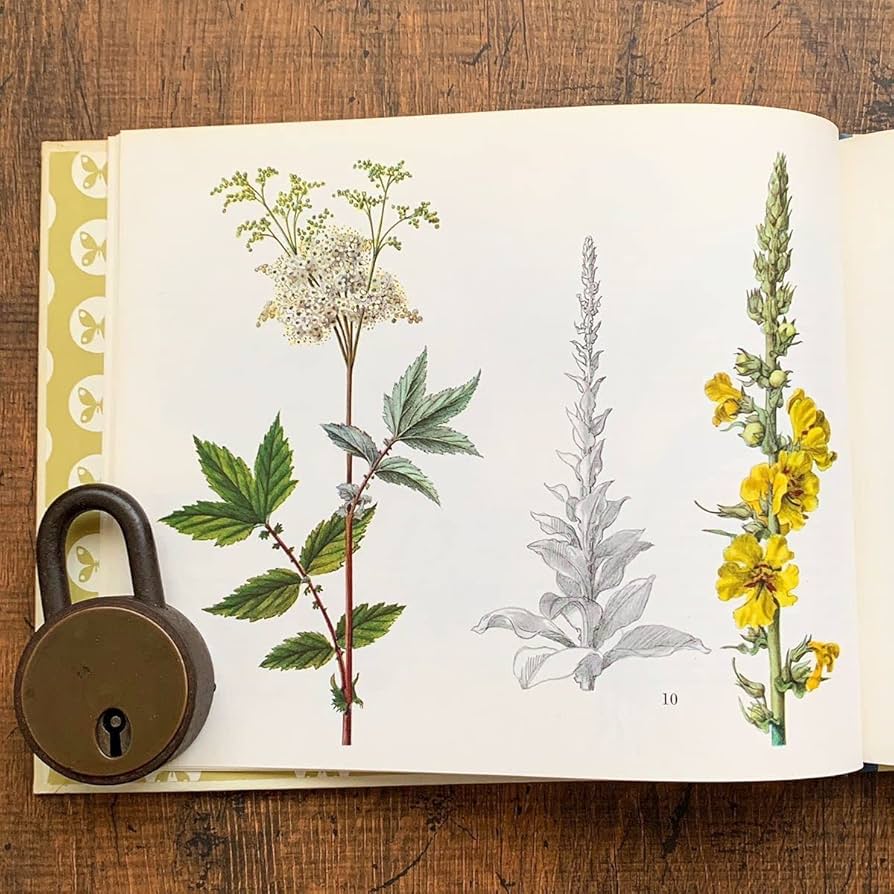 No.293ドイツ ビンテージ 紙もの ボタニカルアート 植物図鑑 水彩画 Amazon.co.jp: ドイツの古い植物図鑑(HEILPFLANZEN