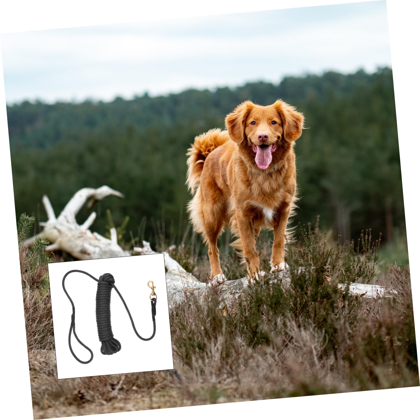 ibasenice Laisse pour Chien Longue de Adaptée pour Grands Chiens pour Promenades et Dressage Extérieur