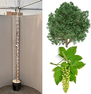 SAVINI VIVAI Érable Sycomore Acer Pseudoplatanus Plantes Arbre en Pot 22-24 cm Hauteur 200 cm Fabriqué en Italie
