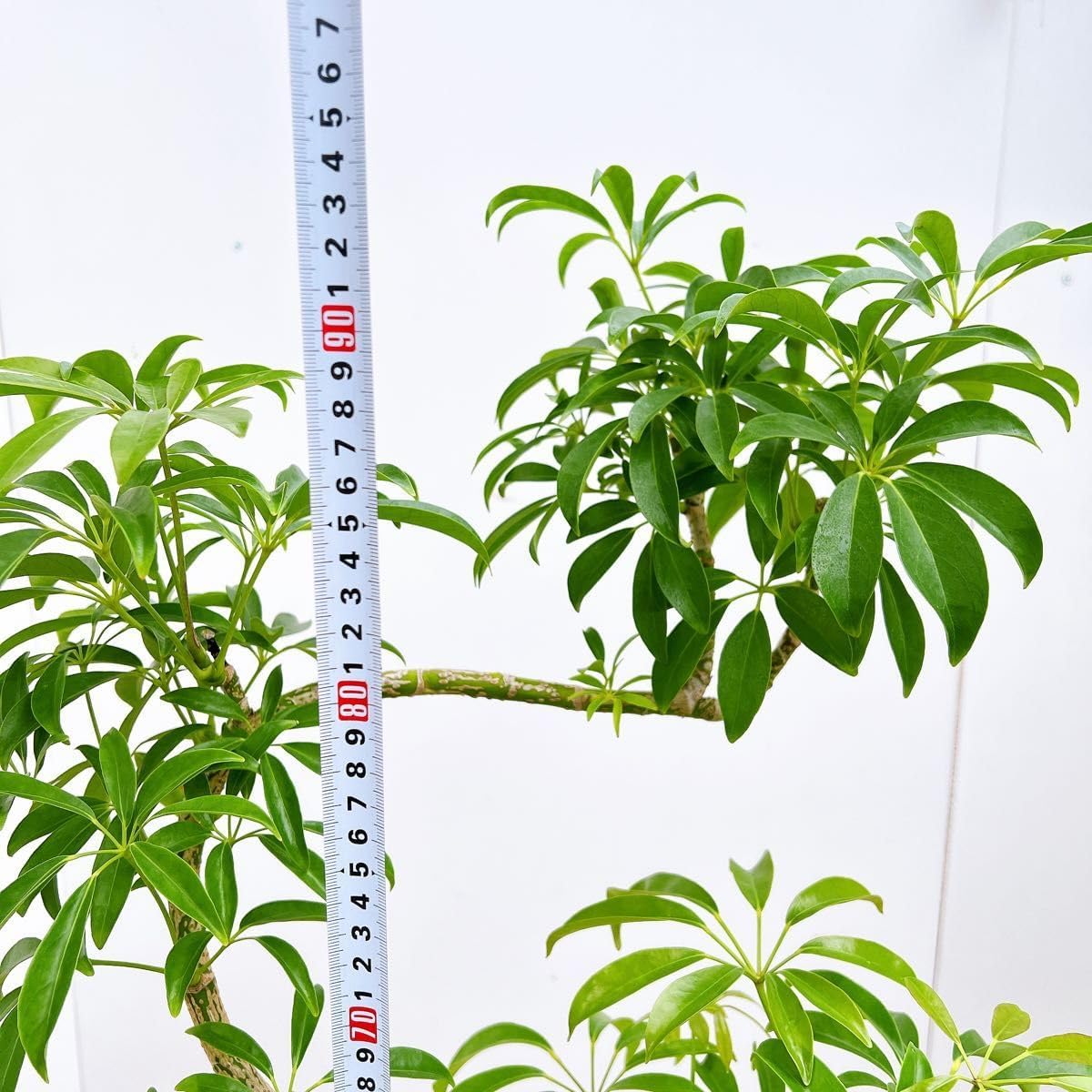 桜皮細工 長盆（欅材の桜皮貝入鉄仙）＆ 桜皮細工角鉢 2個セット