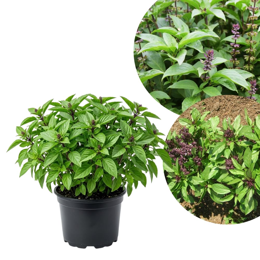 plant of month club Plant Of The Month Club main image 1