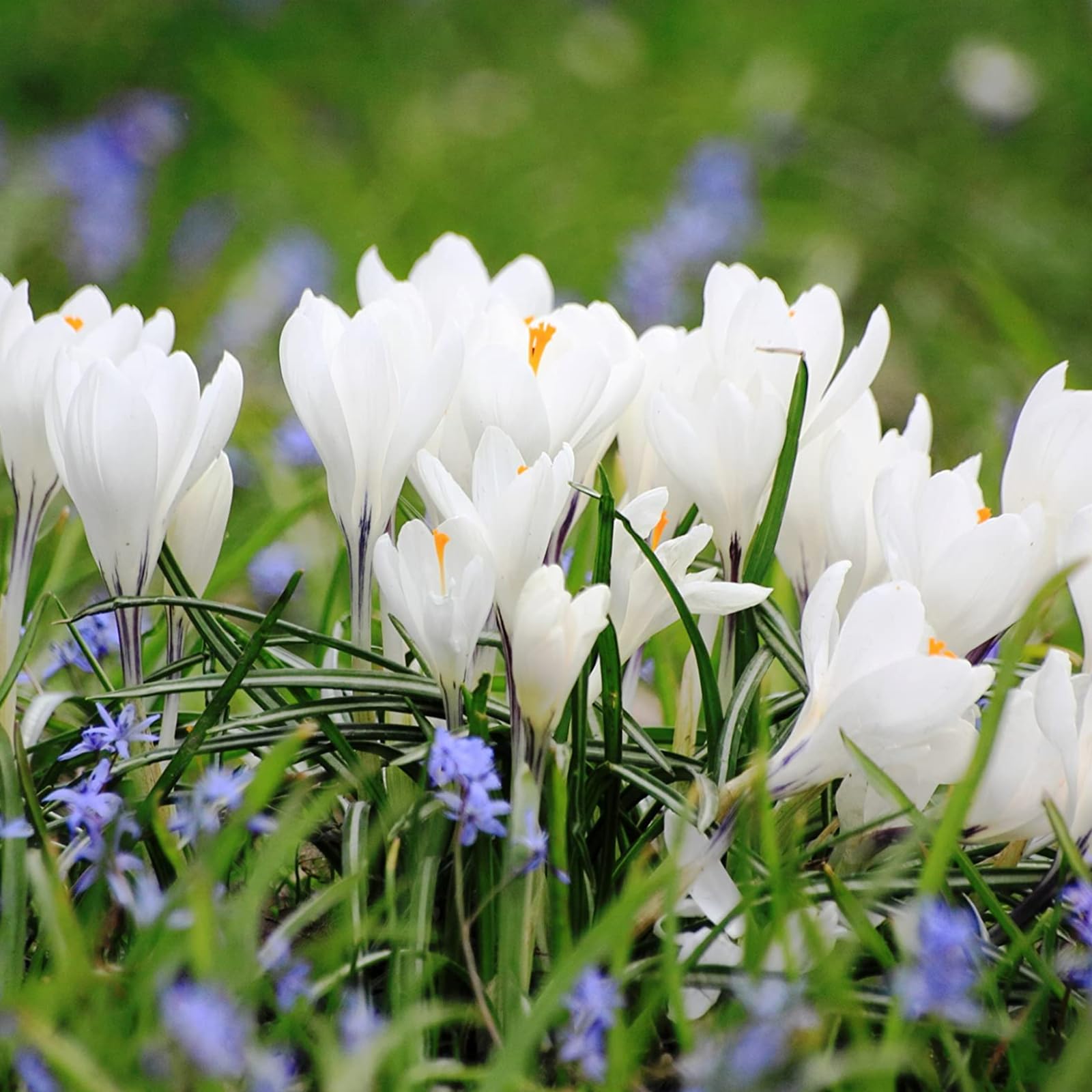 Carbeth Plants - 25 x Crocus Jeanne D’ Arc Spring Bulbs - White Large Early Flowering Spring Perennials - UK Hardy Low Maintenance Pollinator Friendly - Grow in Beds, Borders and Patio Pots
