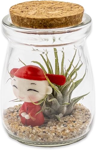 Kit de terrario de 3 pulgadas con mini tarro de vidrio de Tillandsia Ionantha vivo, arena, vidrio marino de colores y figura miniatura para jardines