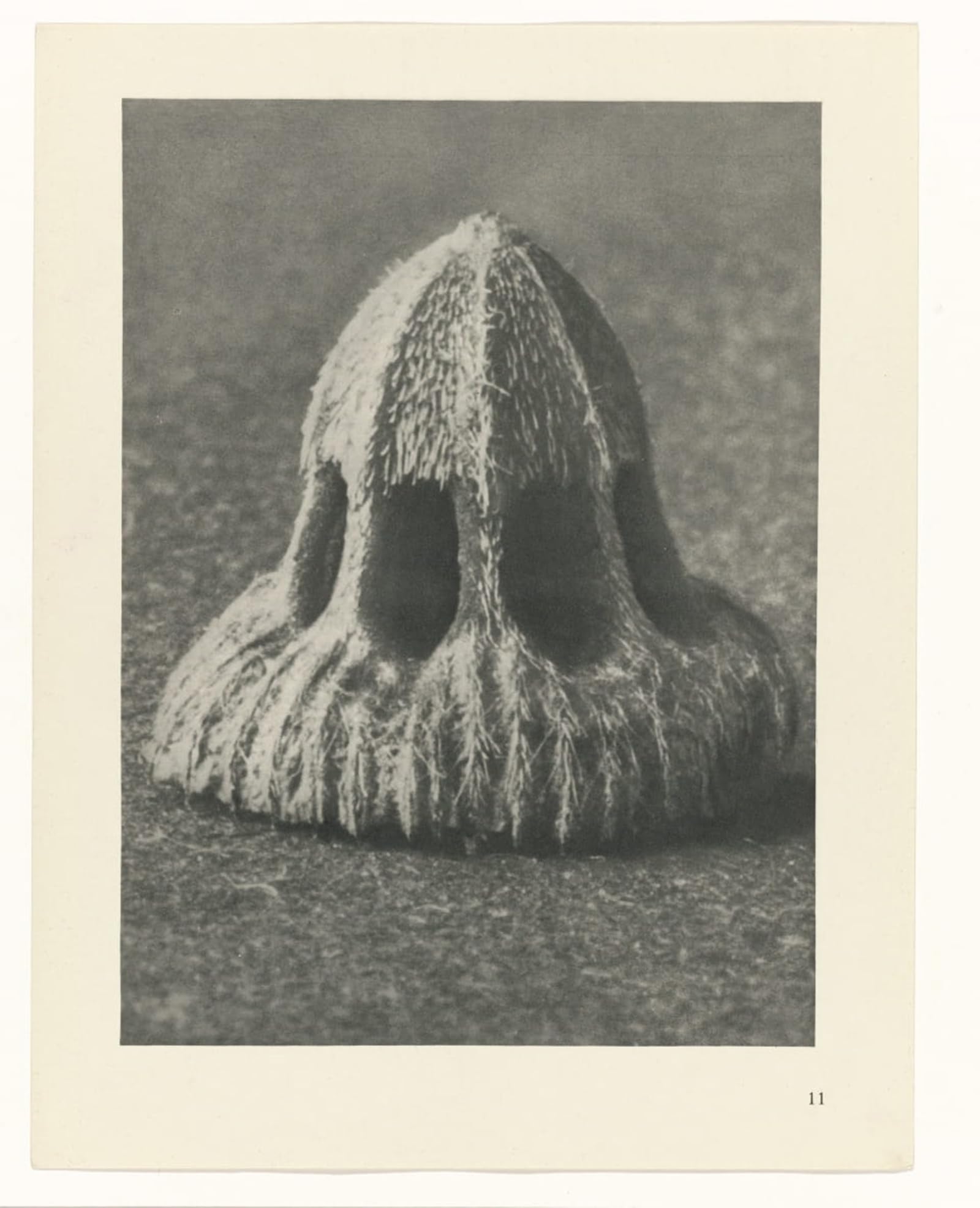 ARTXLXXBN Famous Painting Canvas Artwork Graffiti Print Botanical Picture Painting Canvas Art Photographic Images Plants by Karl Blossfeldt Portrait Canvas Image for Home Decor 60x90cm