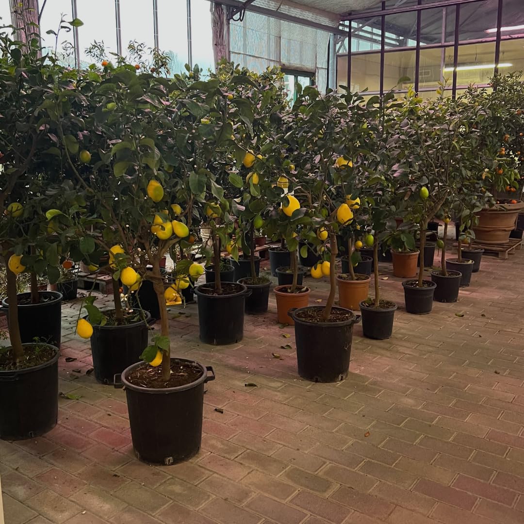 Zitrusgewächs Zitrone Sfusato Amalfitano Pflanze Ab Frucht Auf Vase Ab 22- Baum Max 60~80cm