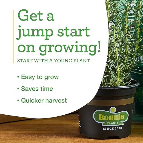 Miniatura 8 de Bonnie Plants Plantas vegetales vivas de pimiento verde, paquete de 4, sin OMG, plantas de 2 a 3 pies, tamaño de pimienta de 4.5 x 4 pulgadas