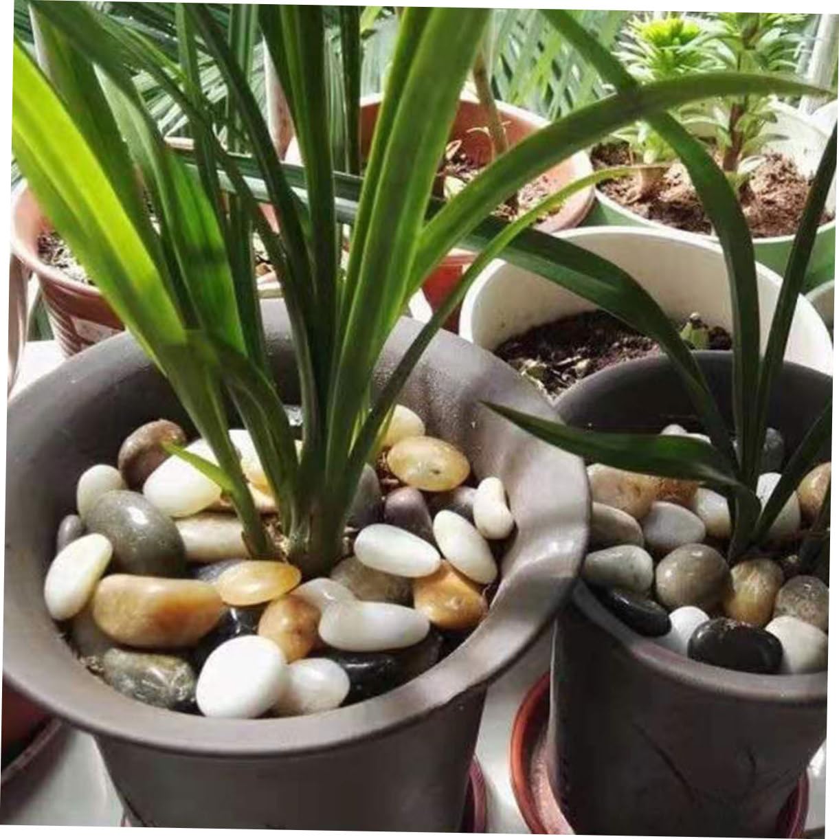 Sosoport Piedras Para Paisajismo Guijarros Para Manualidades 3 Paquetes Decoración De Jardín