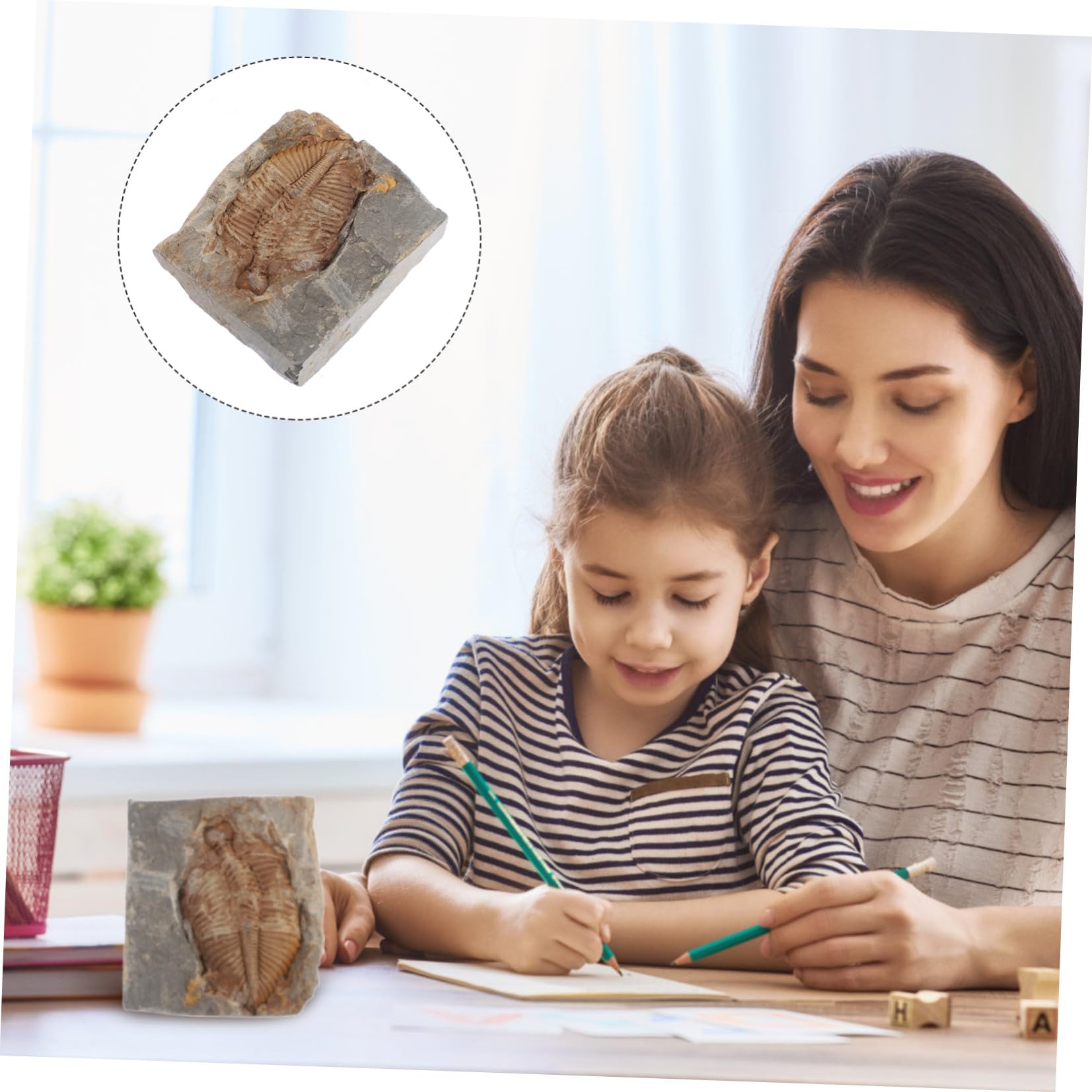 Trilobite Fósil Espécimen Real de Paleontología para Colección y Estudio