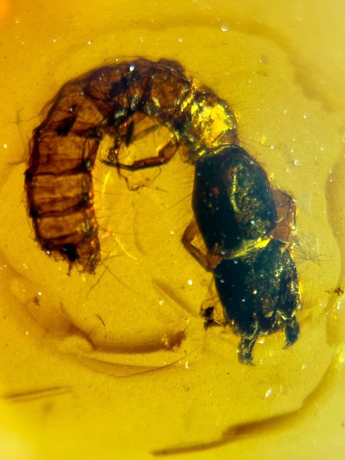 Burmese burmite Cretaceous Beautiful Earwig Insect Fossil Amber Myanmar