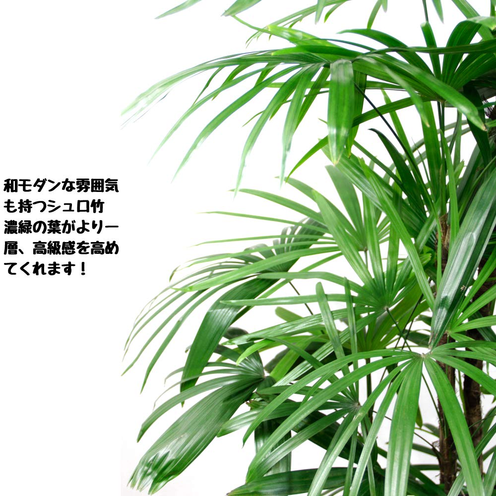 Amazon｜観葉植物 棕櫚竹（シュロチク） 10号 鉢カバー付 室内用 和風
