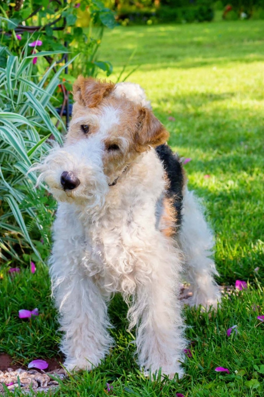 Wire Fox Terrier: Artified Pets Journal/Notebook/Diary 160 Pages