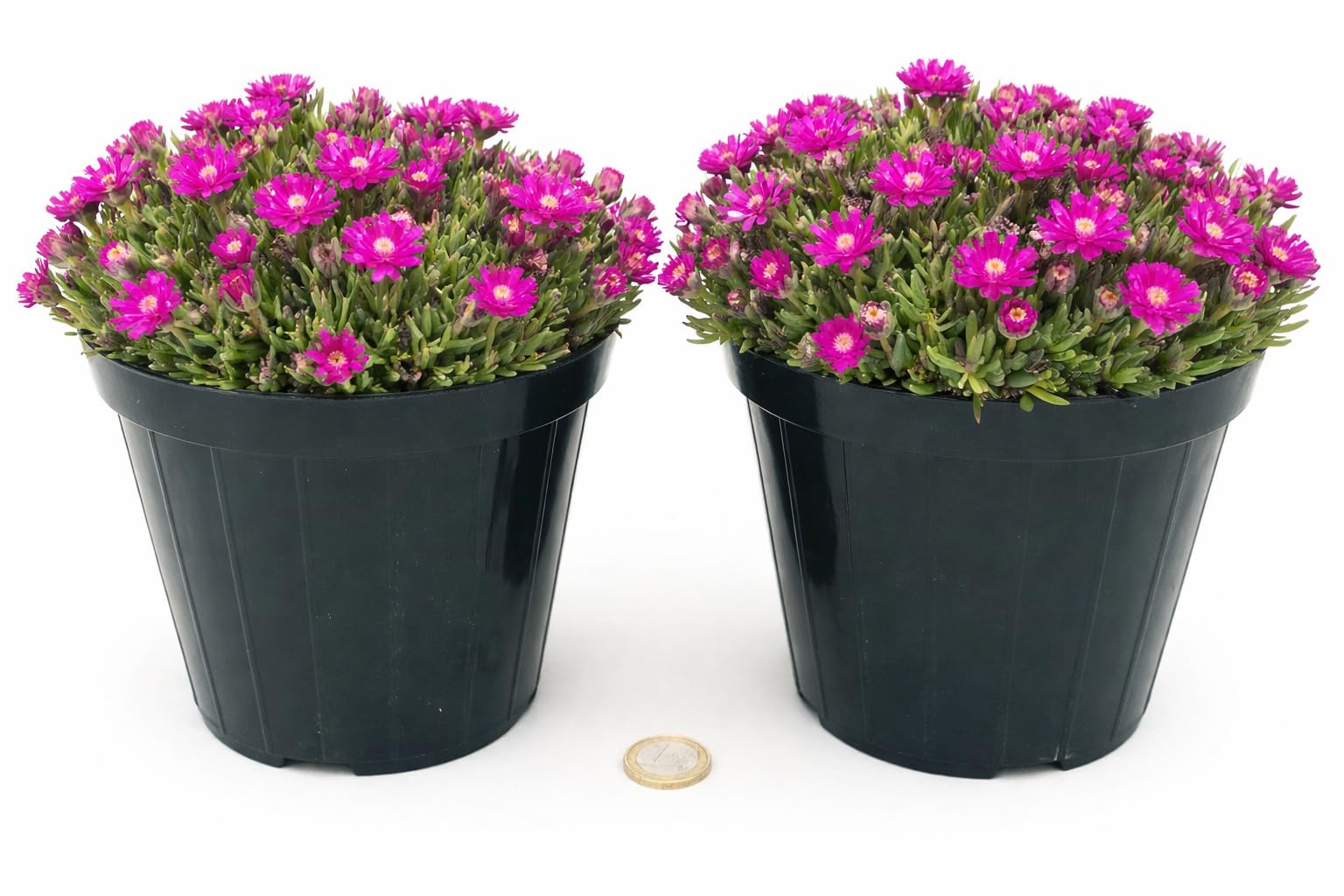 POWERS TO FLOWERS - DELOSPERMA FUCSIA, MESEMBRIANTEMO RIFIORENTE, 2 PIANTE IN VASO 14 cm DIAMETRO, piante vere