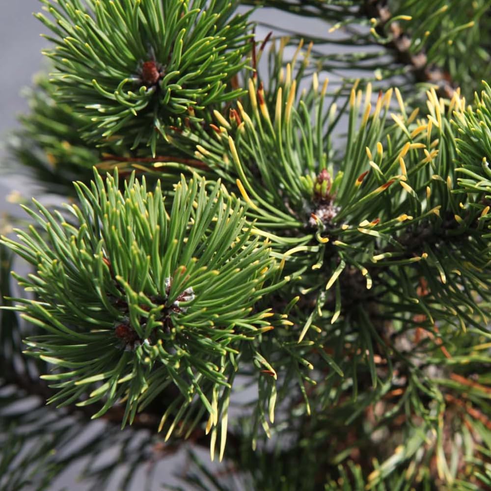 Pinus mugo 'Carsten's Wintergold' | Dwarf Evergreen Pine with Winter Gold Foliage & Compact Growth | Ideal for Rock Gardens, Patios | Low Maintenance - 1x 2 Litre Potted Plant by Thompson & Morgan