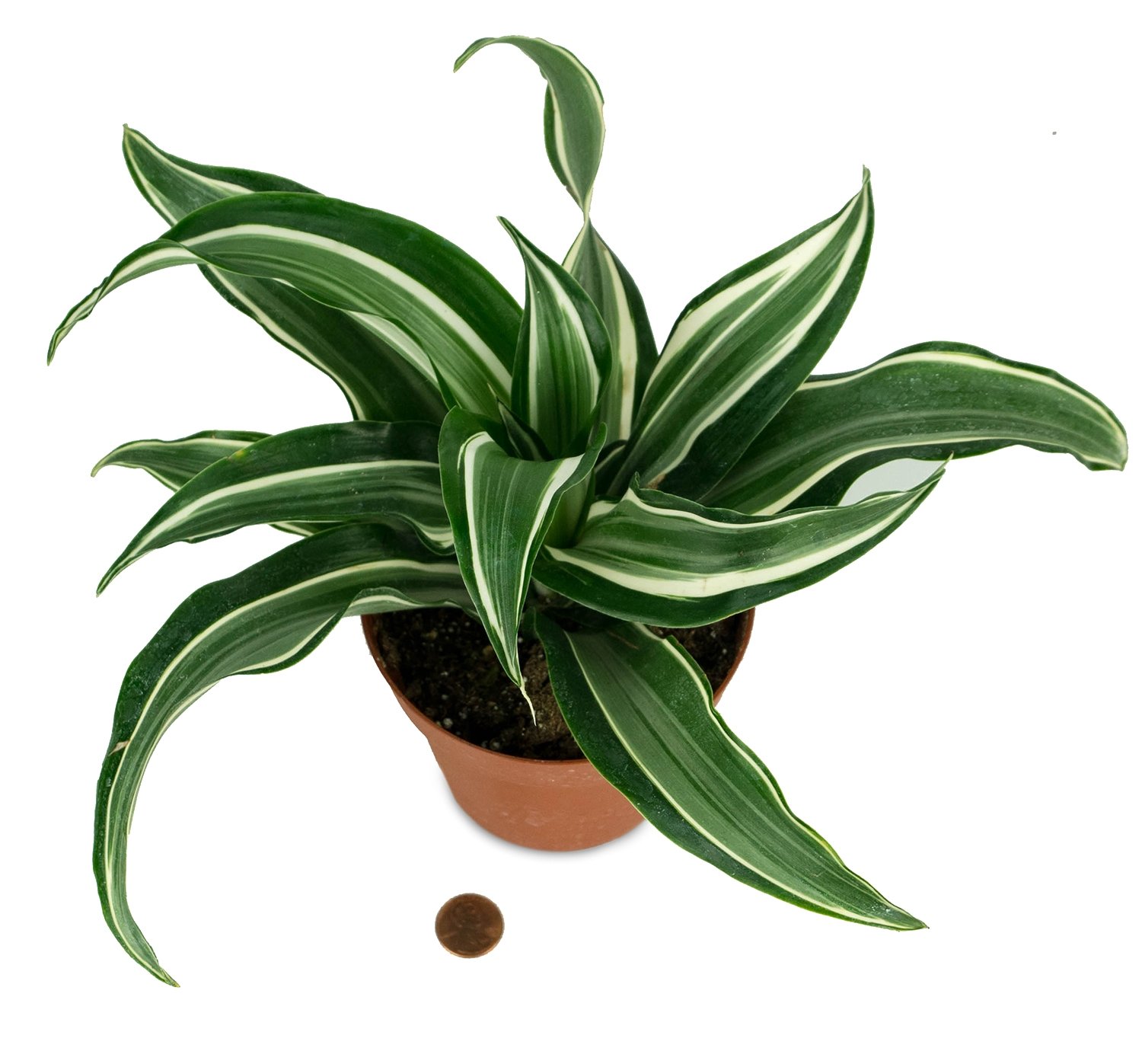 Amazon.com : Dracaena fragrans 'Jade Jewel' - 4" Pot : Patio, Lawn & Garden