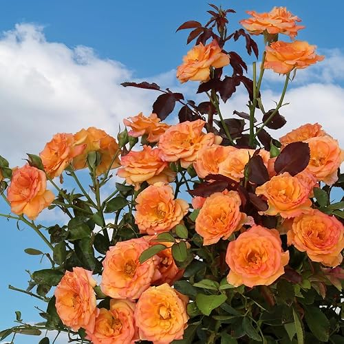 Miniatura 5 de Planta de rosa en miniatura, rosa viva de 3 pulgadas, compacta y colorida floración para jardines interiores y exteriores (rosas naranja)