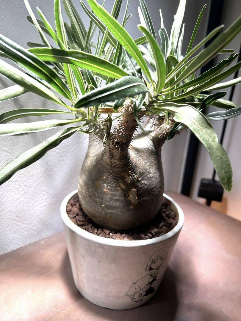 パキポディウムグラキリス Backside works.×BOTANIZE 【公式通販】