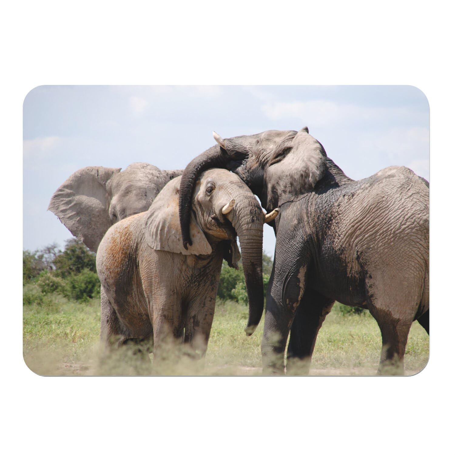 Napperon souple Éléphants d'Afrique anti-glisse avec envers liège isolant lot de 4