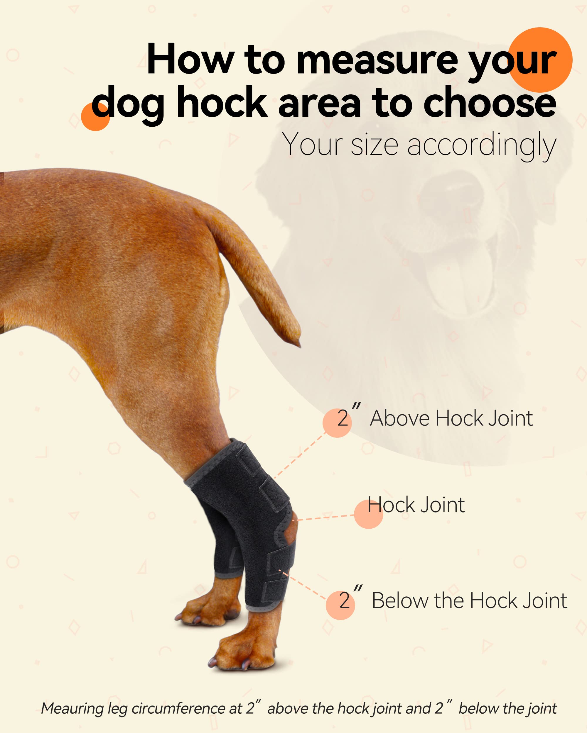 Hock Joint Dog ubicaciondepersonas.cdmx.gob.mx