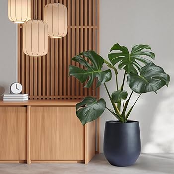 Amazon.com : KUTE NEST Corso 21