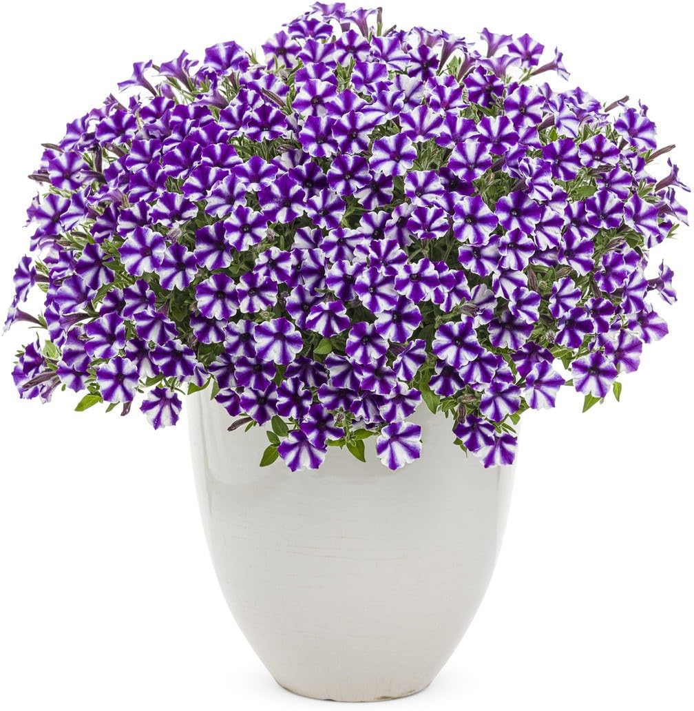 Willvine Violet Star Petunia-QLTY-8S-picture-27