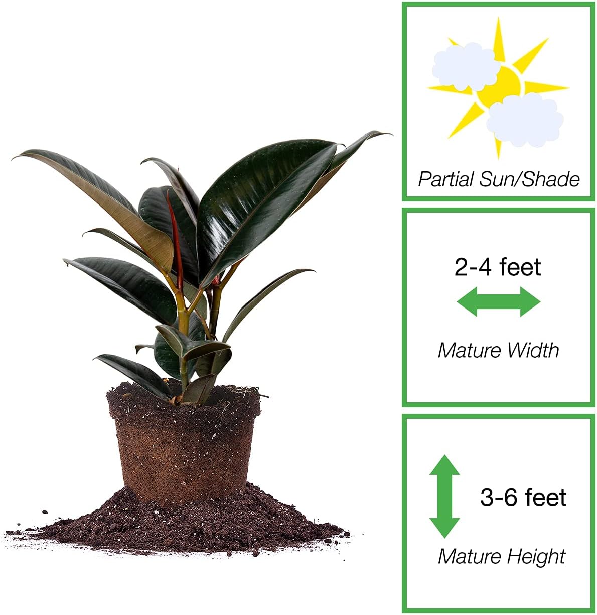 Perfect Plants Rubber Plant Ficus Elastica 'Burgundy' in 6in. Grower's Pot, Live Indoor Houseplant Unique Home Décor