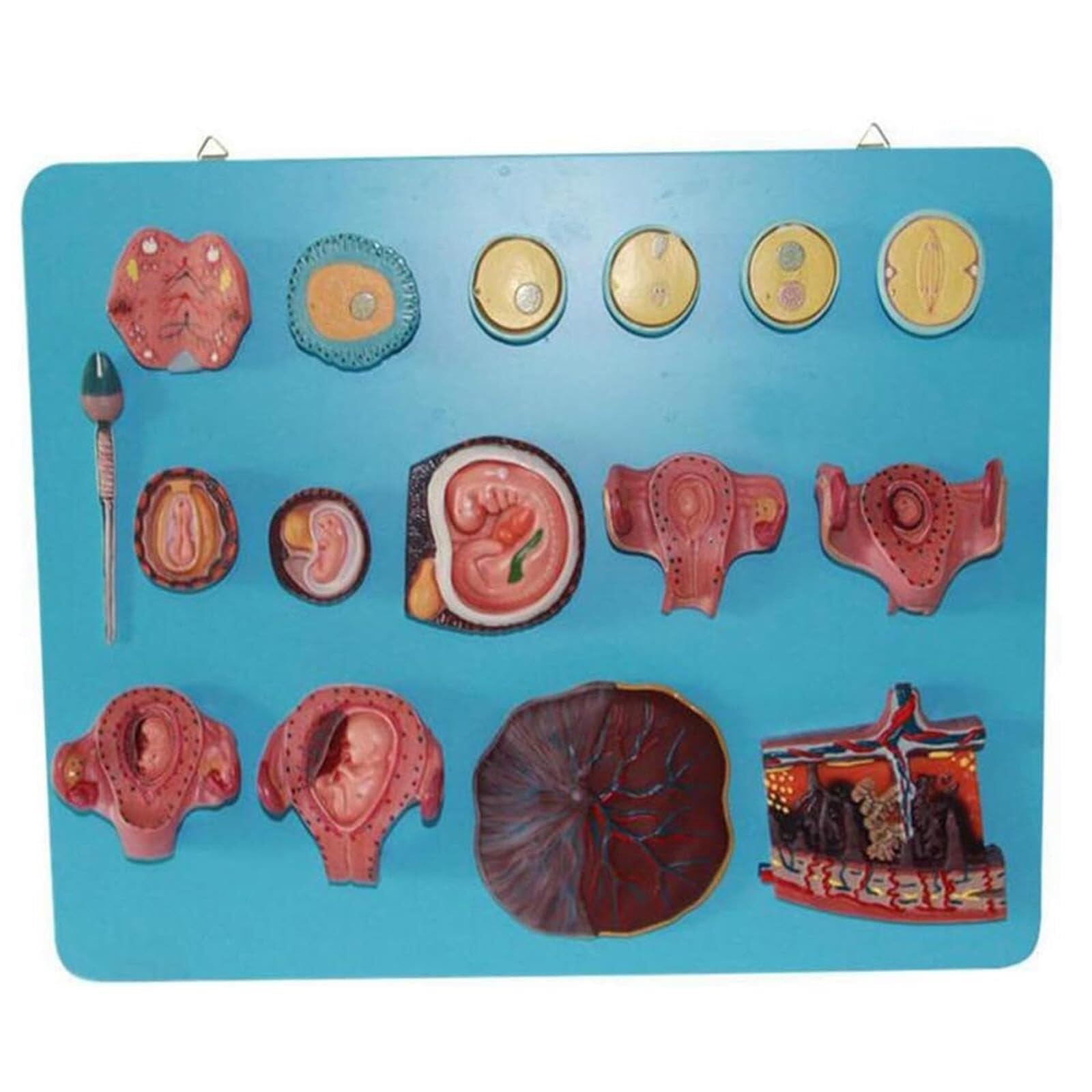 HEQIM Anatomical Fertilization Process Model, Fertilization Early Embryo Development Process Model, 16 Parts for Medical Education Training aids