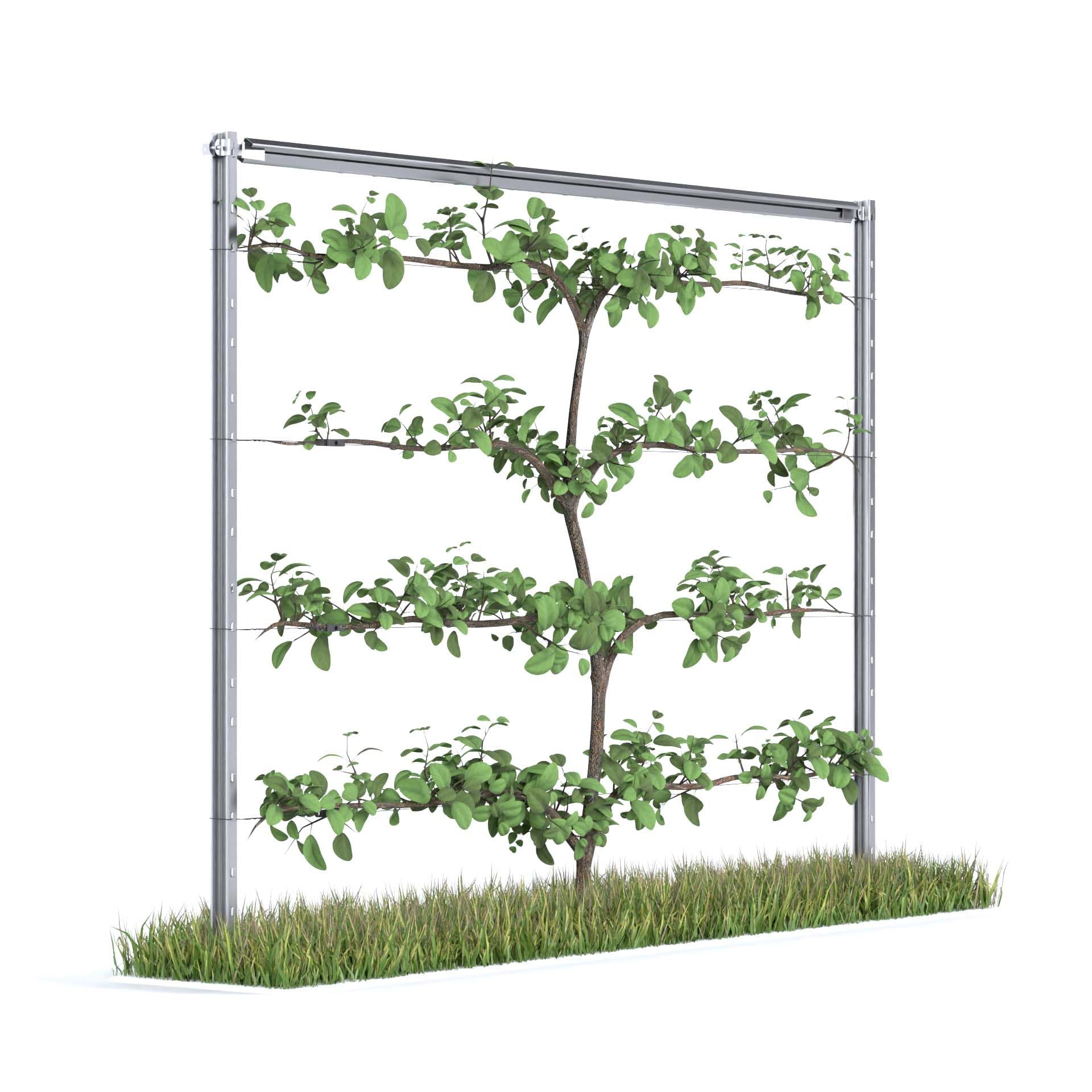 RANKI ™ - Rankhilfe für Kletterpflanzen - Spalier auf Plantagenstandard für Wein, Kiwi, Kiwibeeren, Rosen, Clematis, Spalierobst (1-Feld (2,5 Meter))