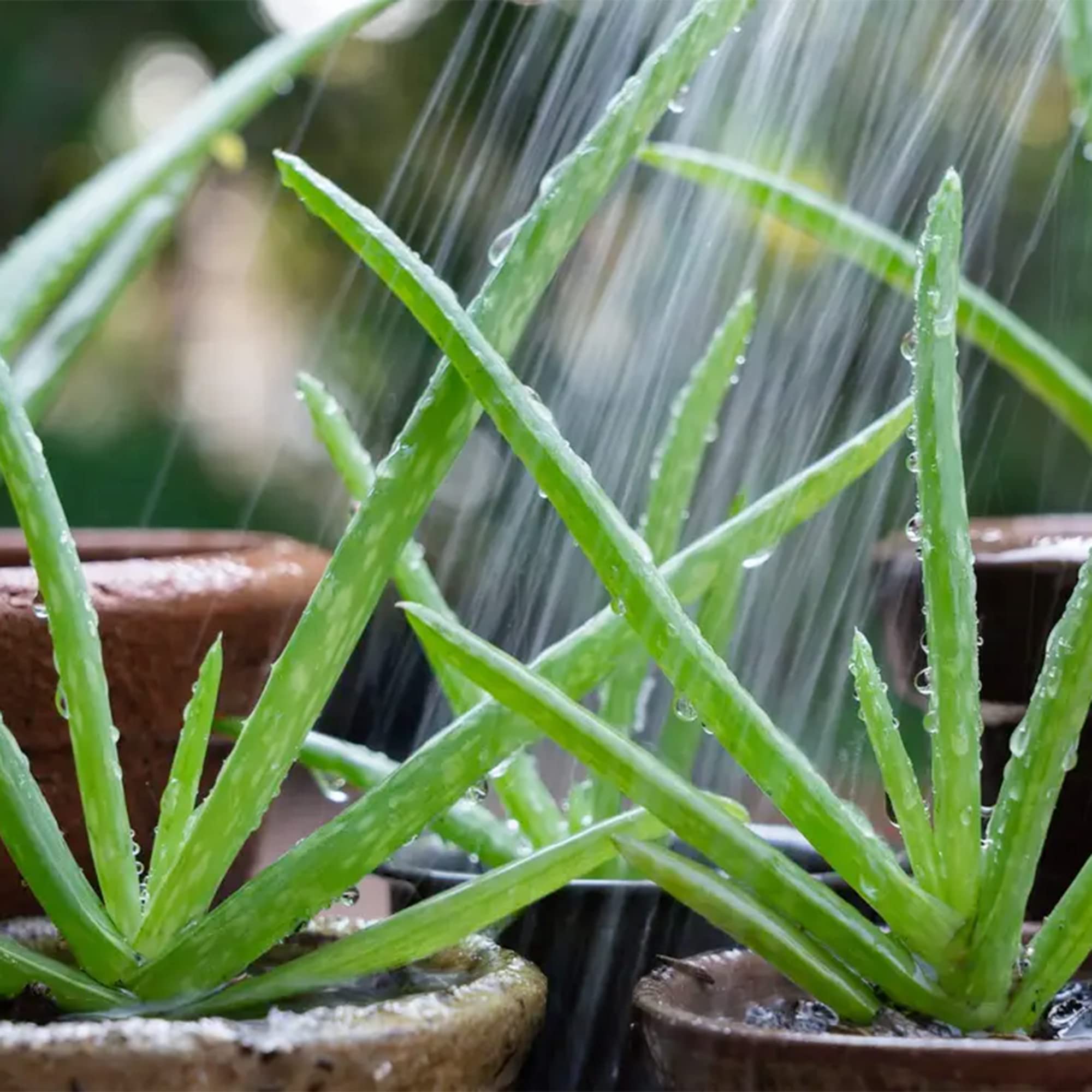 Aloe saudiarabica 子苗 3g Aloe Ferox: South African Seed Grown Tree Aloe - Etsy