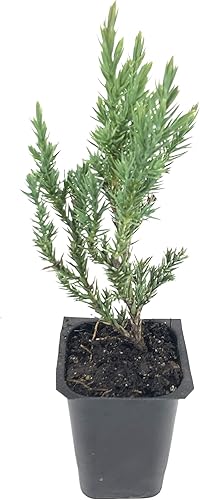 Enebro griego espinoso - 3 árboles vivos - Juniperus Chinensis