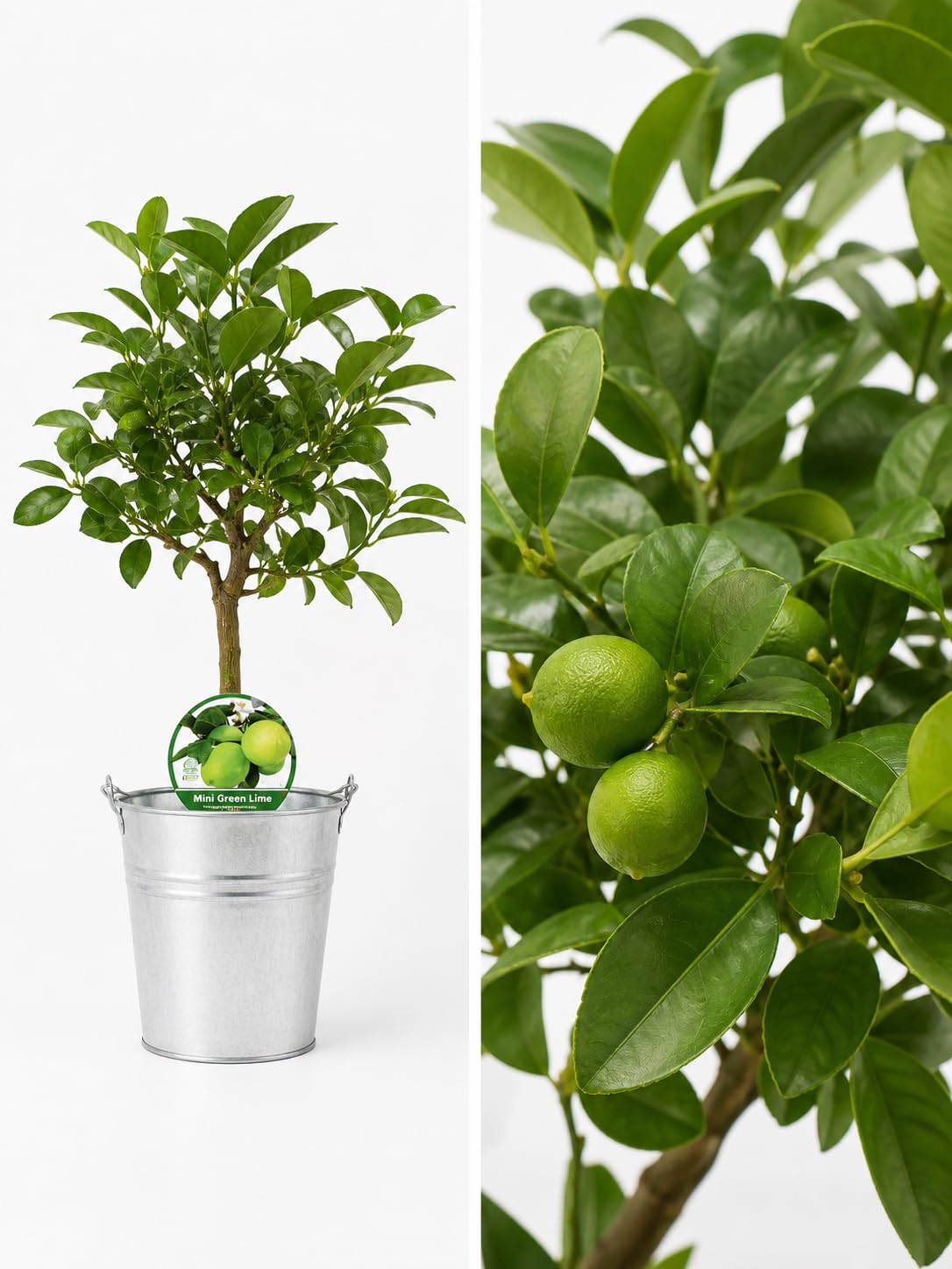 Mini Green Lime Citrus Tree in 1.5Ltr Zinc Pail – Dwarf Indoor Lime Tree, Potted Fruit Tree for Patio, Conservatory, Windowsill, Gifting – Easy Care, Fragrant Blossom, Grow Your Own