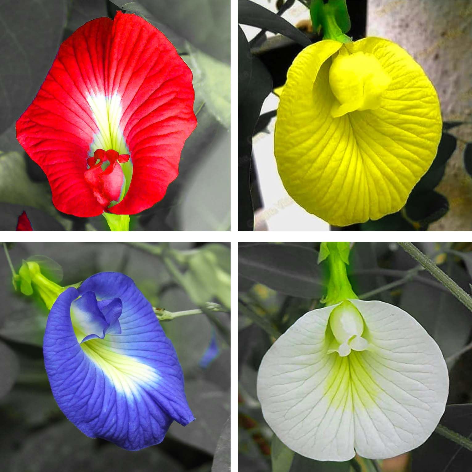 Aparajita Seeds Mixed Color Pack Blue, Pink, White Double & Single Petals Aprajita Shankhpushpi Hybrid Butterfly Pea Seeds Medicinal Flower Plant Creeper Seeds For Home Gardening (Pack Of 14) (B0D4JXRVW7) Amazon Price History, Amazon Price Tracker