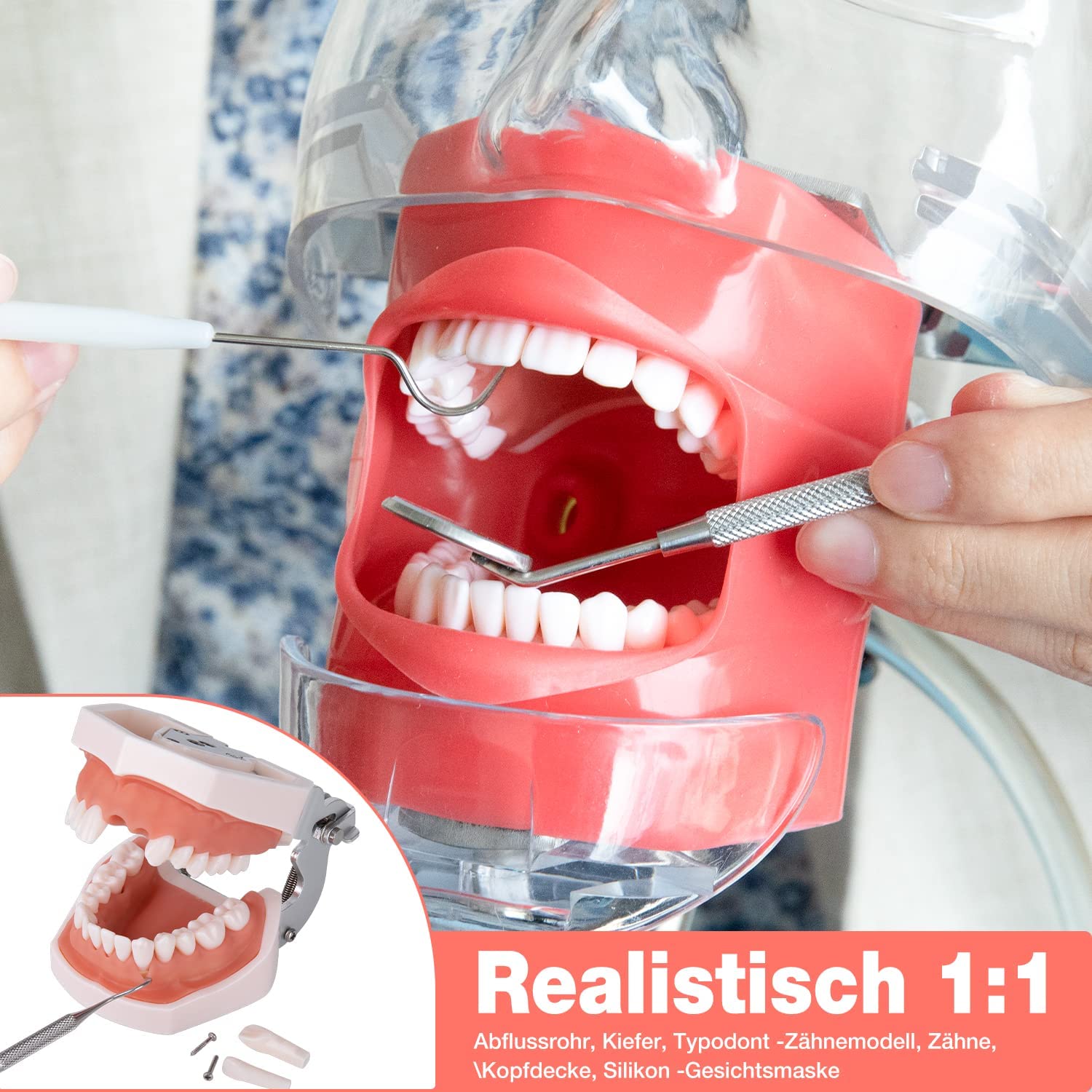 Simulador Dental Cabeza De Maniquí Con Montaje De Banco Fijo En El Escritorio 360 ° Ajustable 1: 1 Emulación Alta Para Práctica Docente Entrenamiento De La Cabeza Fantasma Modelo De Dientes Maniquíes