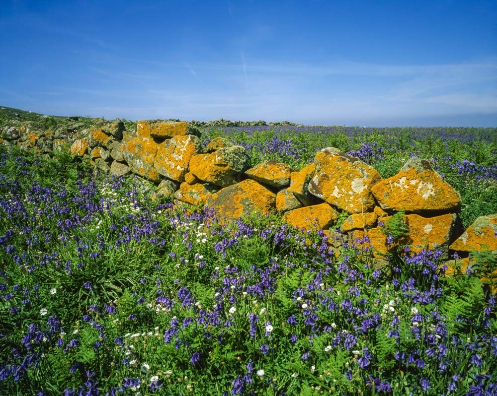Saltee Islands, County Wexford, Irlanda, Pared de piedra y flores silvestres por The Irish Image Collection / Fotos de diseño (34 x 26)