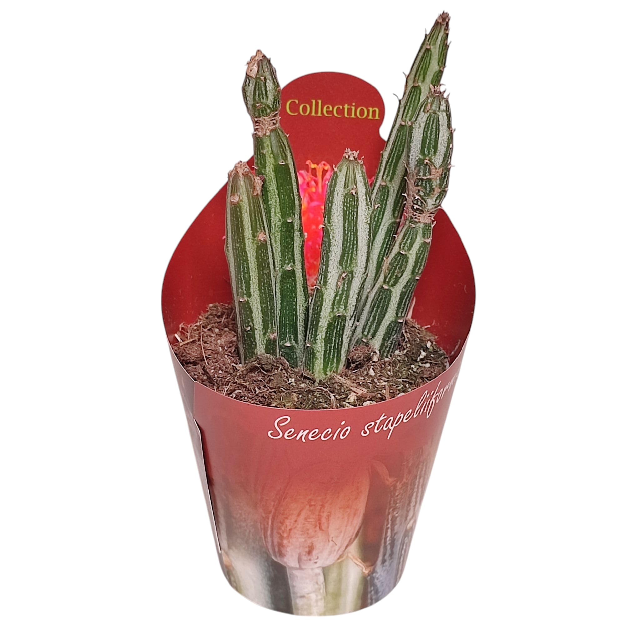 Exotenherz Senecio stapeliformis - Zuckerstangen-Sukkulente - Rarität - 6,5cm Topf - 15cm hoch