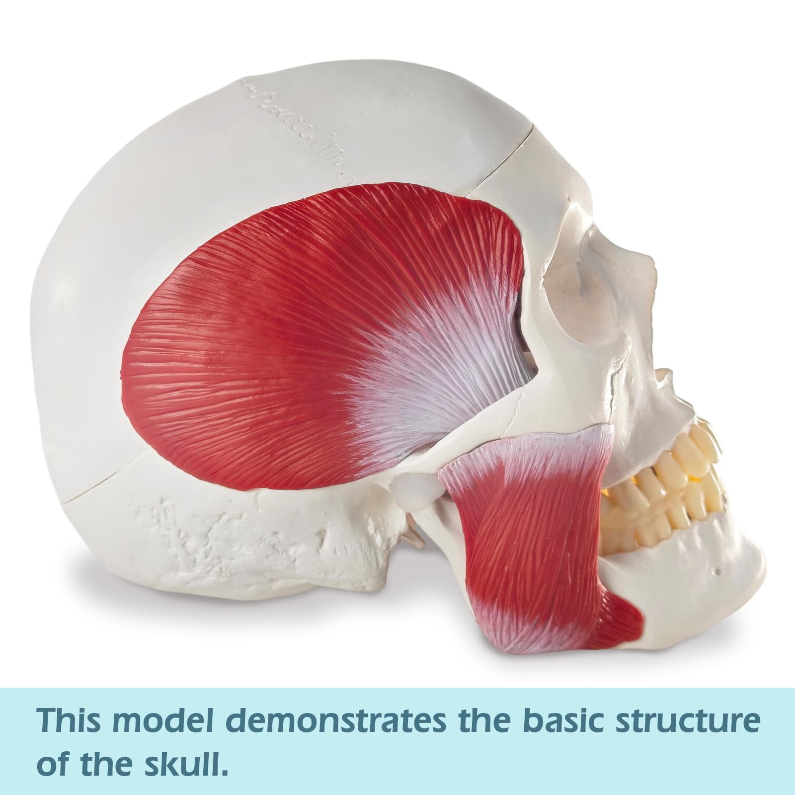Menschliches Anatomie-Schädelmodell, Mit Kaumuskulatur, 1:1 Lebensgröße | EVOTECH SCIENTIFIC Schädel-Anatomiemodell, Geeignet Für Anatomiestudium, Bildung Und Lehrzwecke