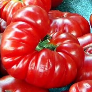 Costoluto Fiorentino - Alte, toscanische Sorte mit ausgewogenem Geschmack - Fleischtomate - 20 Samen