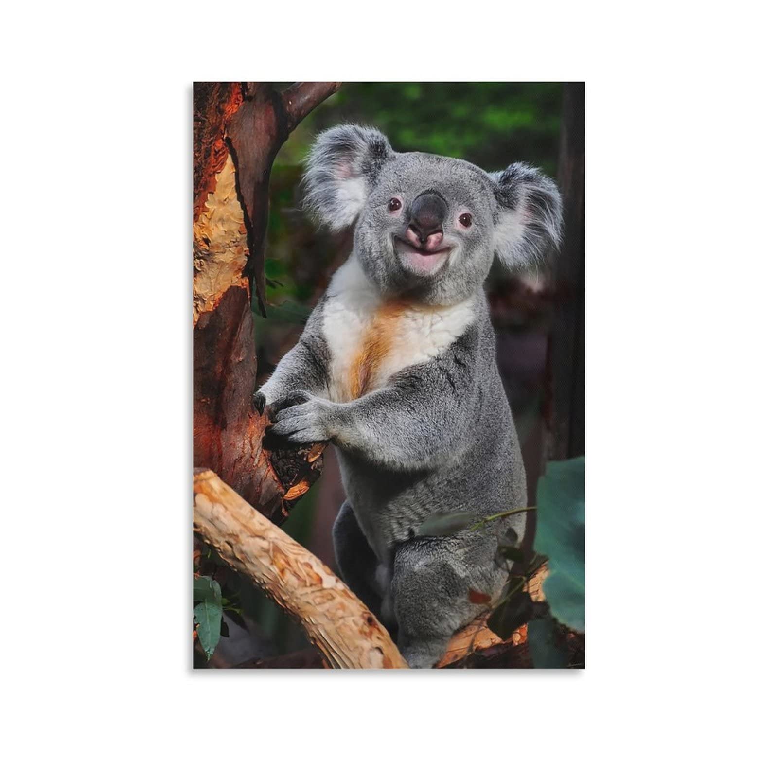 TTYQ Poster Koala Bear Rare Animals Wild Animals Posters Wall Art