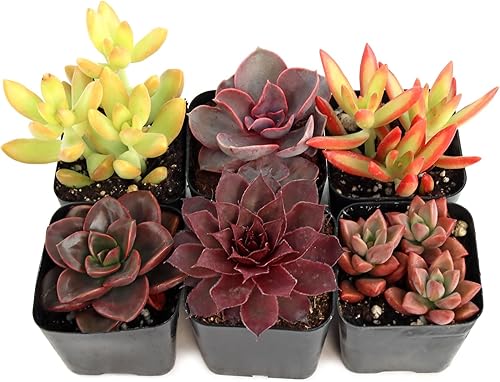 Mountain Crest Gardens Nuthin' But Color - Paquete de 6 plantas vivas en macetas de 2 pulgadas, tonos brillantes y cálidos, suculentas reales para