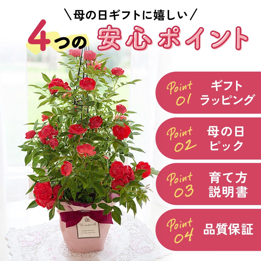 Amazon.co.jp: 【ありがとうを伝える】 母の日 花 バラ オレンジ