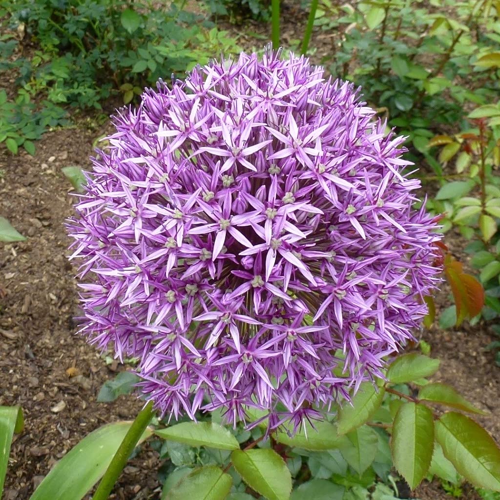 Blumenzwiebeln Alliumzwiebeln Allium giganteum - Riesen Ball-Lauch (10 Zwiebeln)
