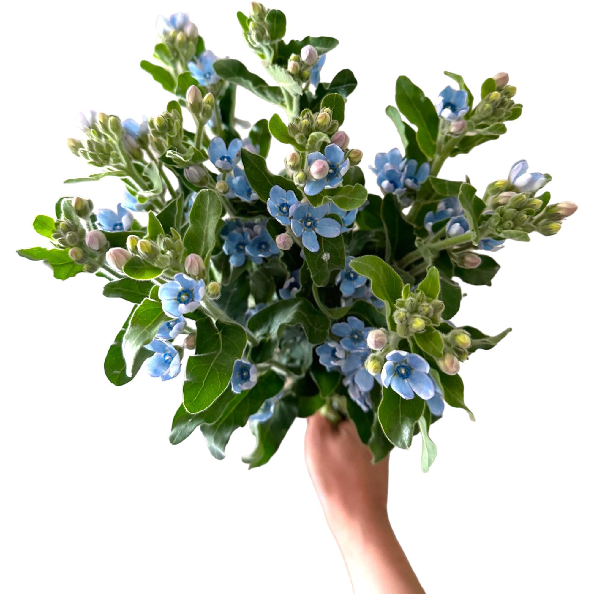 Amazon.com : 10 Stem Blue Tweedia Japan Fresh Cut Flowers DIY