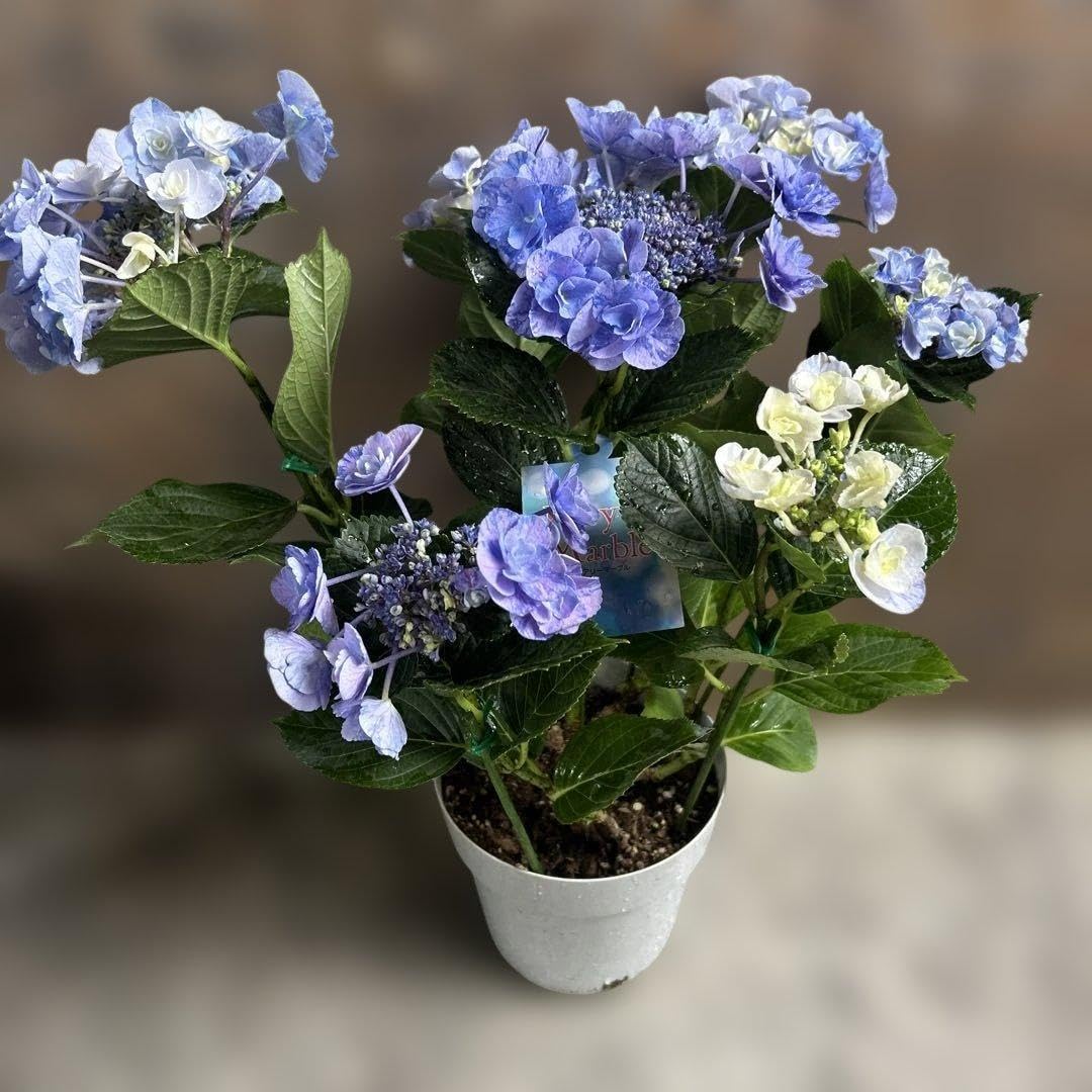 Amazon.co.jp: 紫陽花苗 紫陽花 アジサイ フェアリーマーブル 1鉢 5号