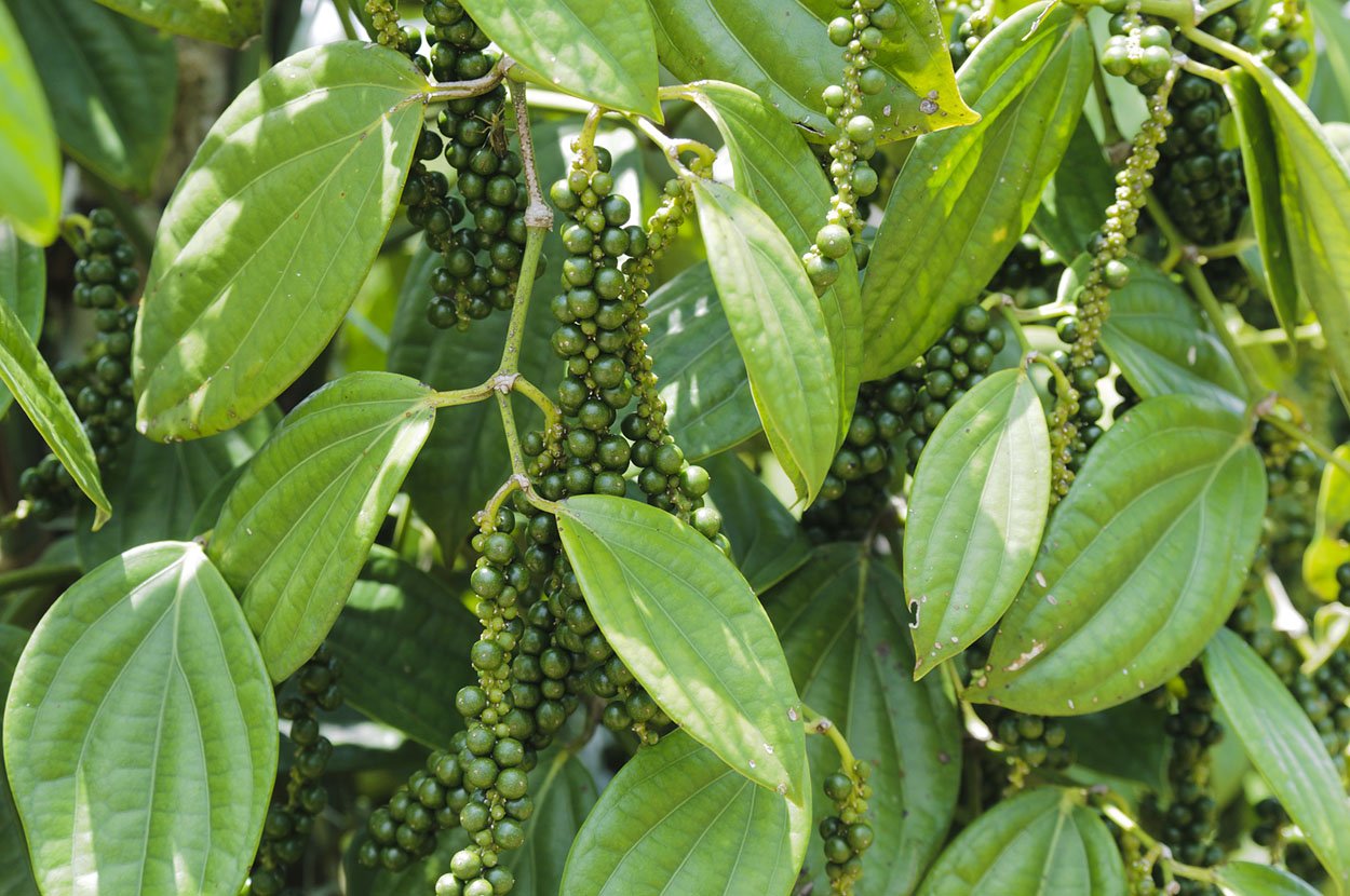 Pfeffer Oleoresin, reines, natürliches Extrakt aus schwarzem Pfeffer. Black Pepper Oleoresin. (1000g.)