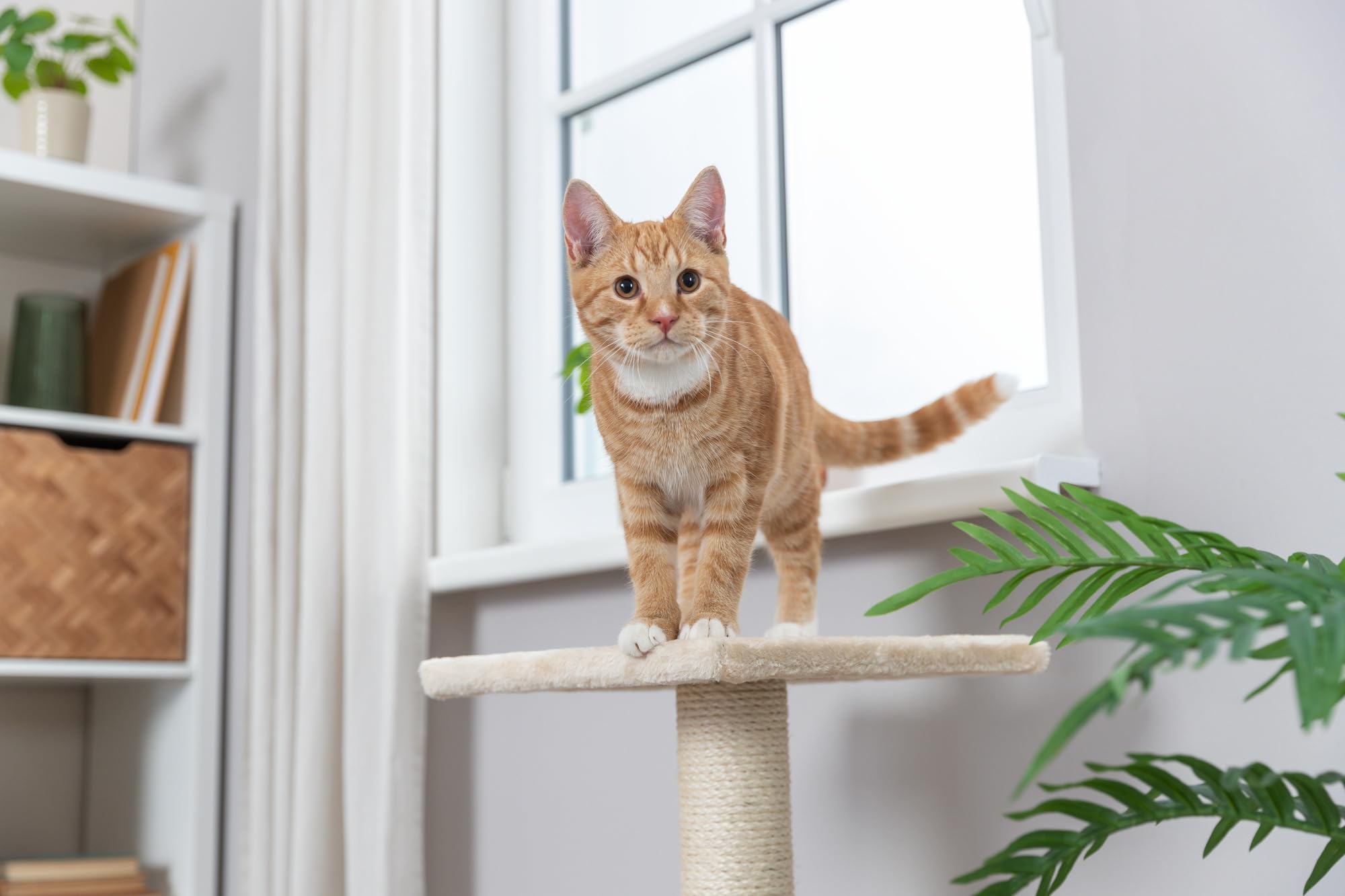TRIXIE Poste Rascador Baena, 69 cm, Beige, para Gatos