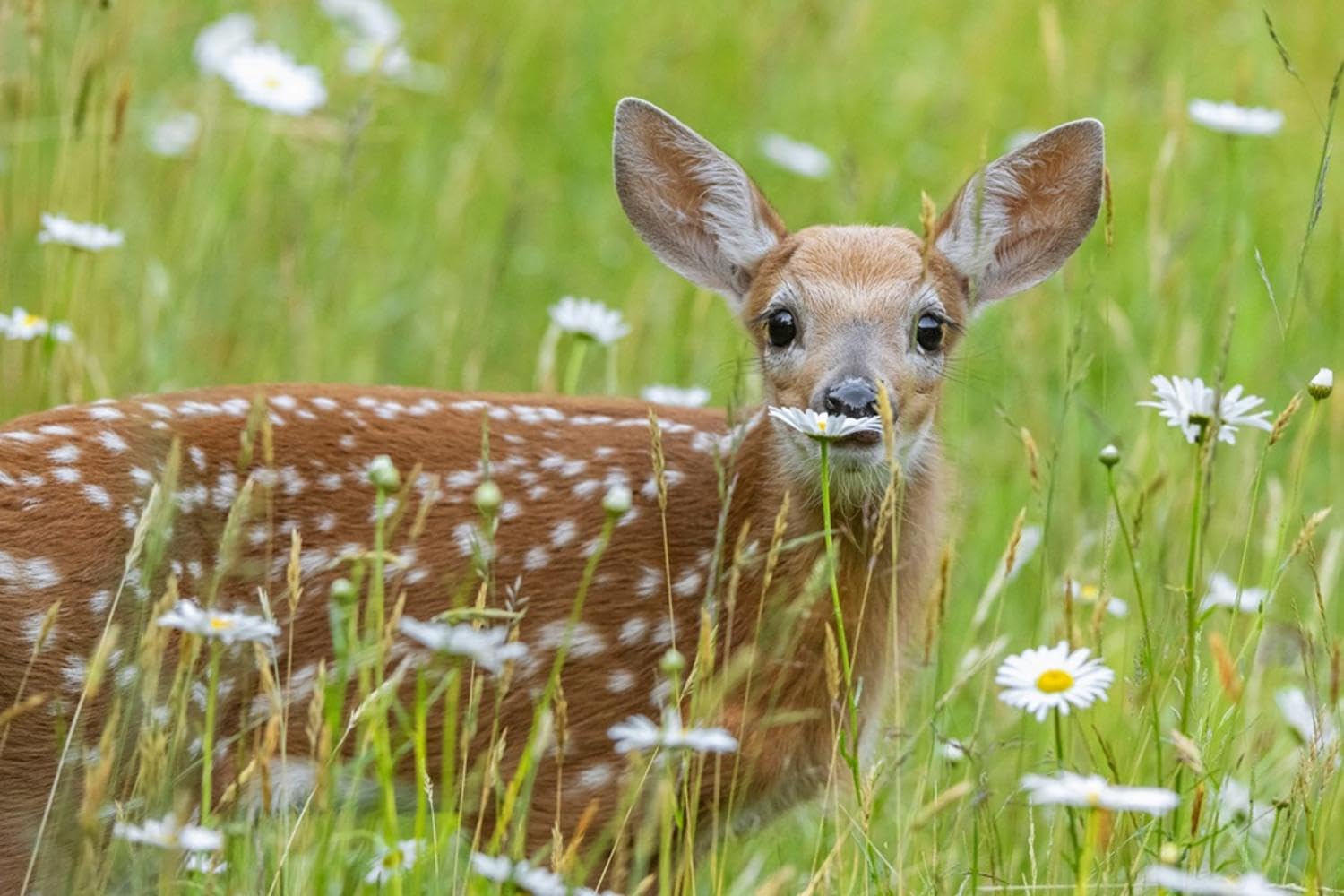 Wall Photographic Print White-tailed deer fawn, standing among wildflowers, USA by George Sanker, 18" x 12"