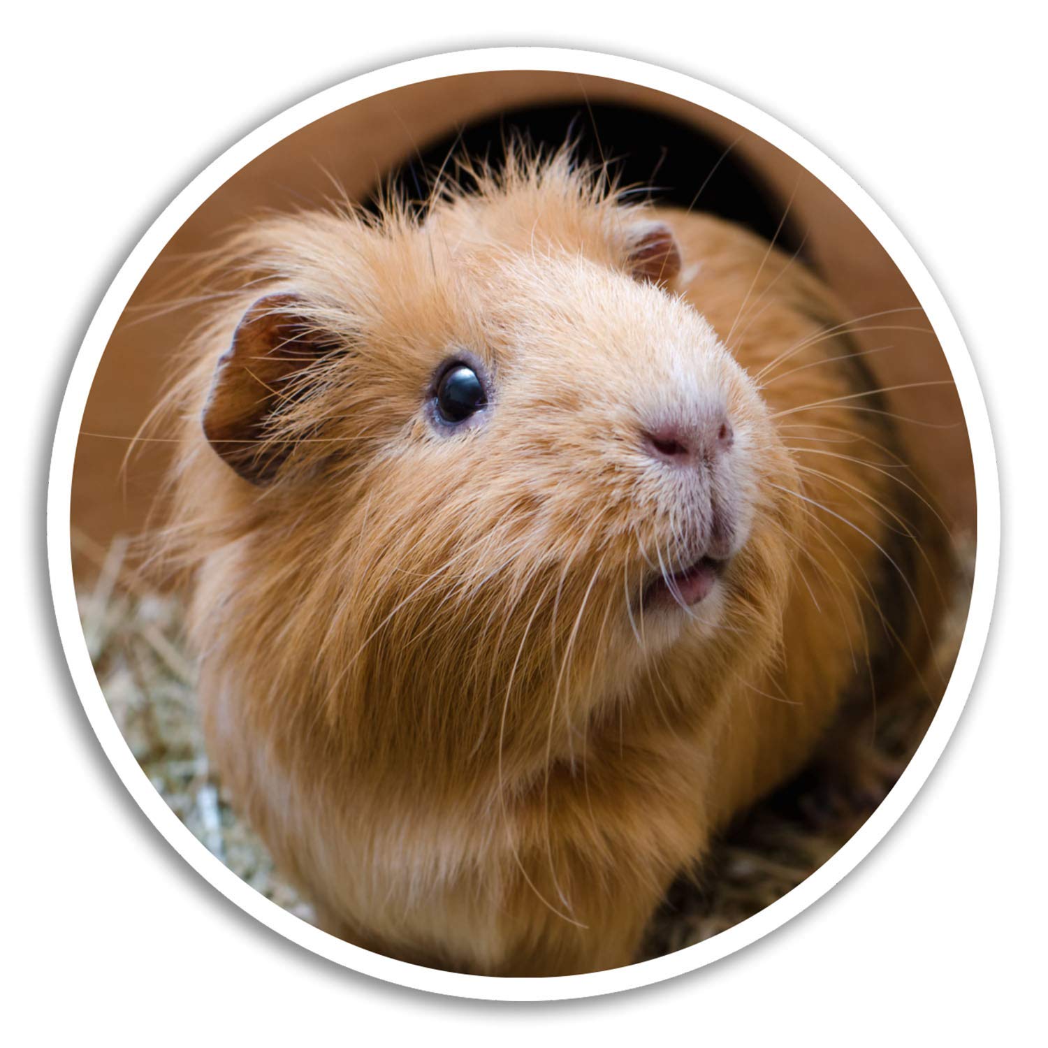 Destinationvinyl Multi 2 X 10Cm Cute Ginger Guinea Pig Vinyl Stickers - Sticker Laptop Luggage #18054 (10Cm Wide)