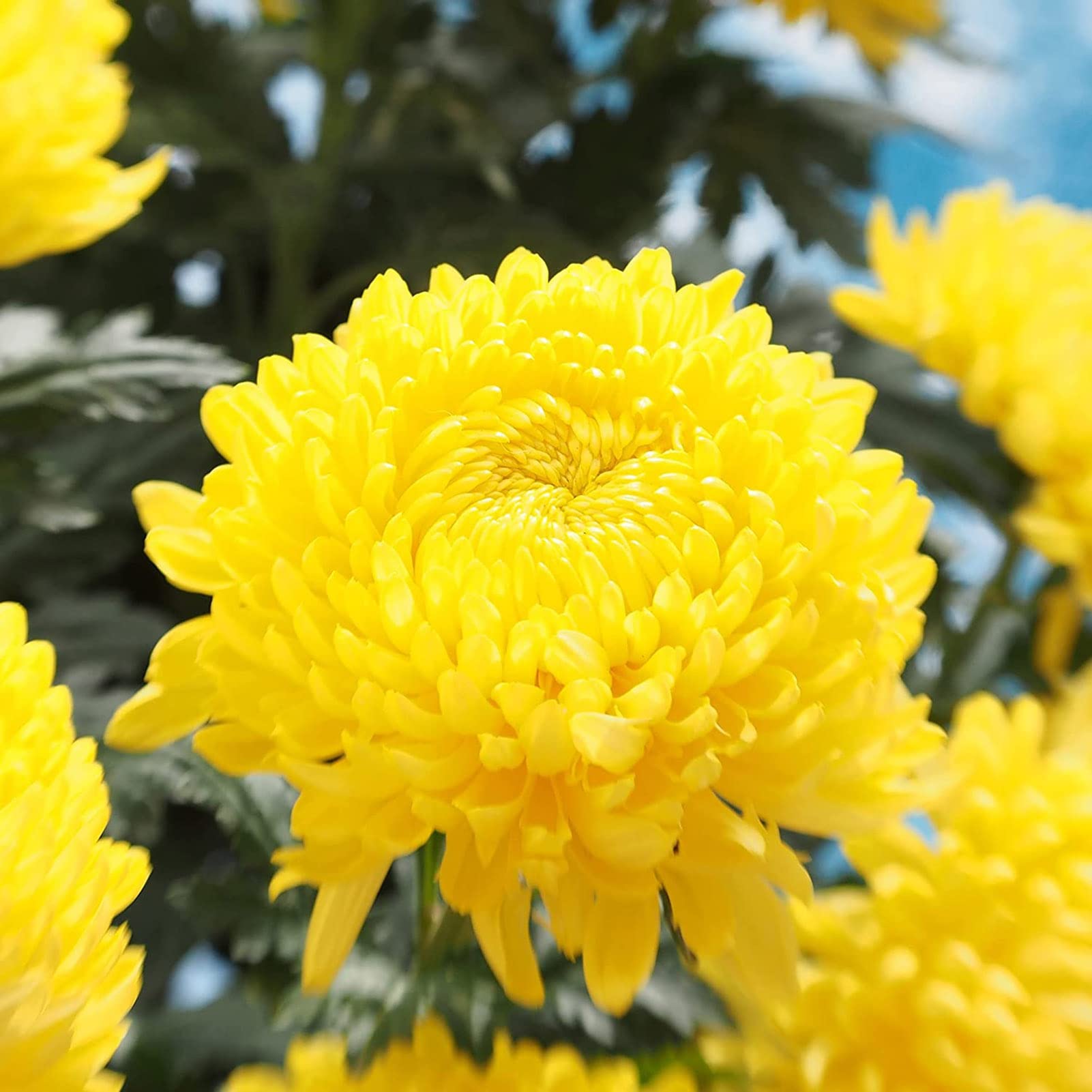 100 Lila Chrysanthemen-Samen - Blumensamen Für Garten & Balkon - Einfache Anzucht