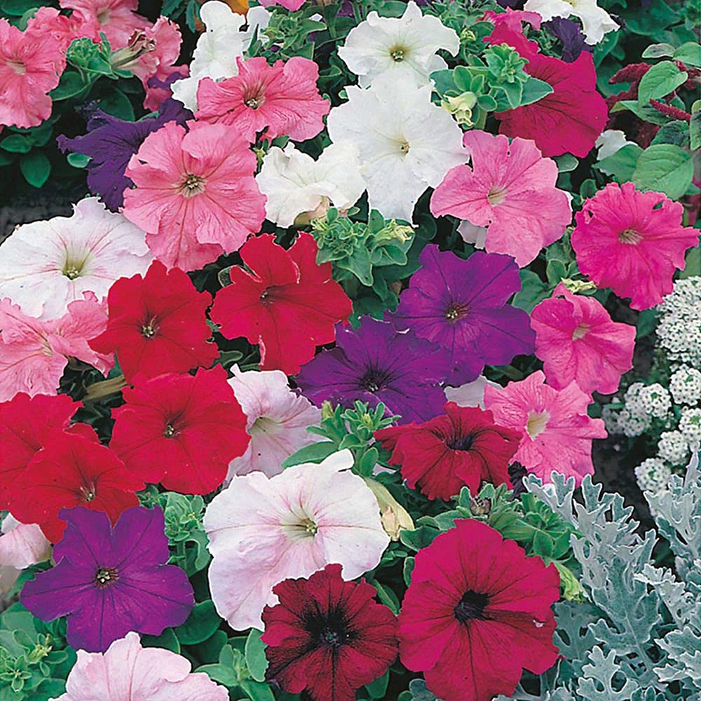 Live Green Flower Seeds | Petunia Mixed Color Flower Seeds For Hanging Pots (20 Seeds Pack) (B099KM6QS3) Amazon Price History, Amazon Price Tracker